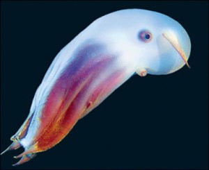 Grimpoteuthis Pulpo Dumbo 11